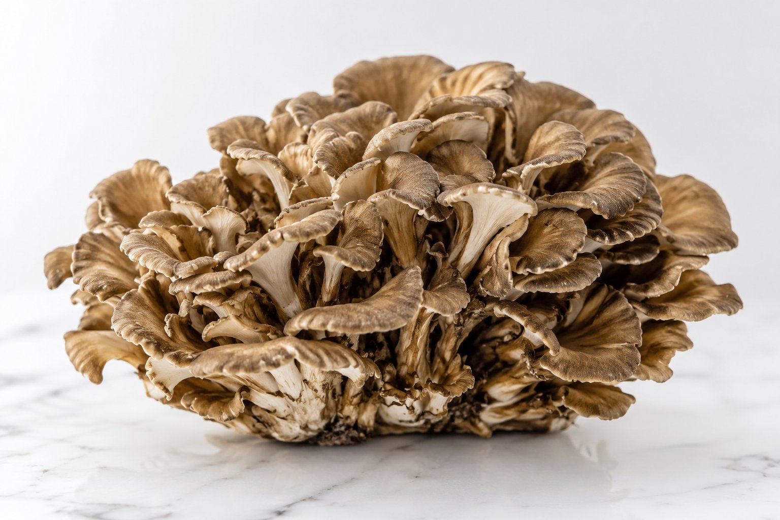 Macrofotografía hiper-realista de un hongo Maitake (Grifola frondosa) fresco, con su característica forma de 'gallina de los bosques' en capas marrones onduladas, en ambiente clínico